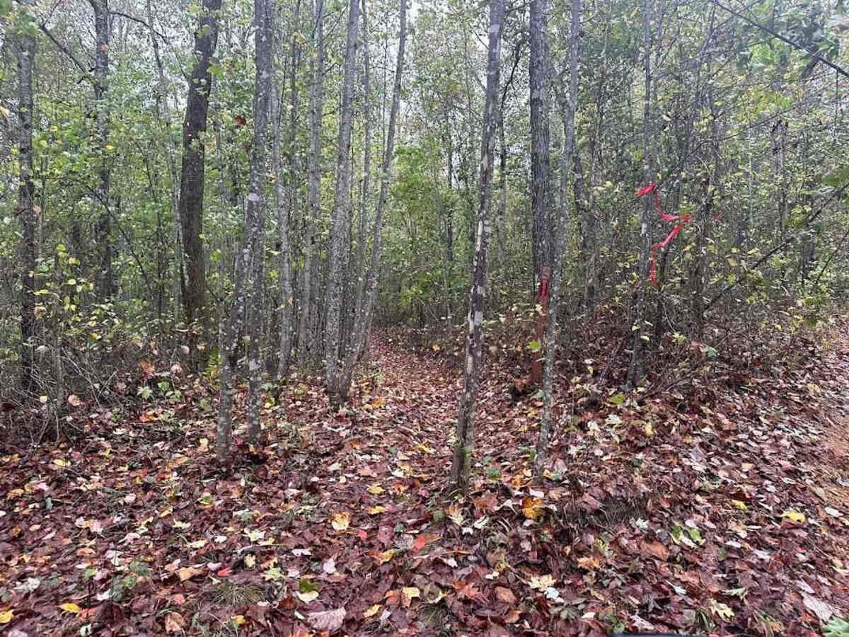 191 Single Track trail photo
