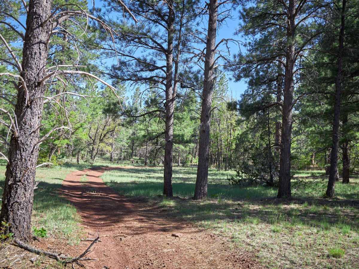 Bill Williams / Prescott Forest Traverse photo 4