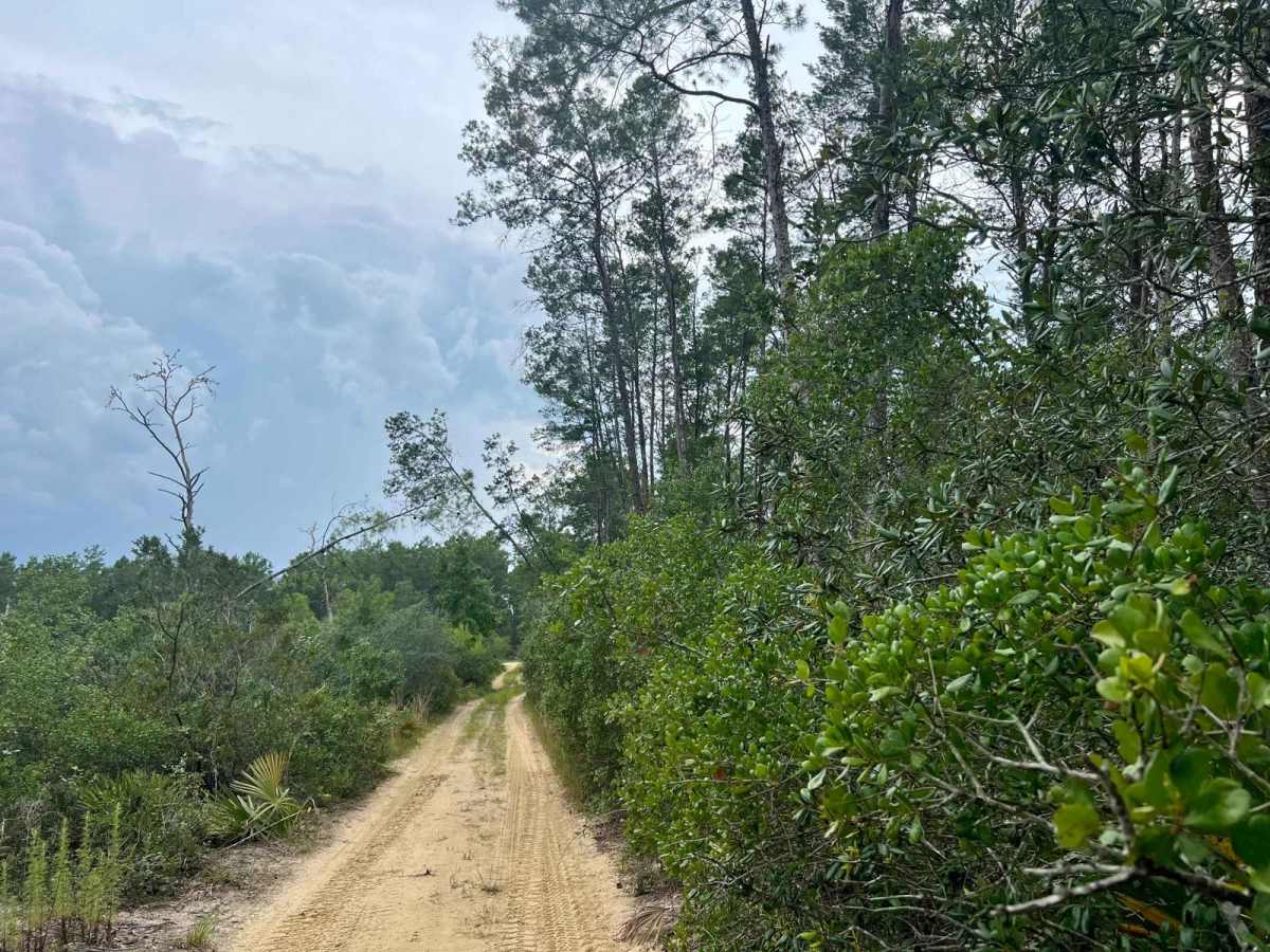 Ocala National Forest | Trail 38-2.3 photo 6