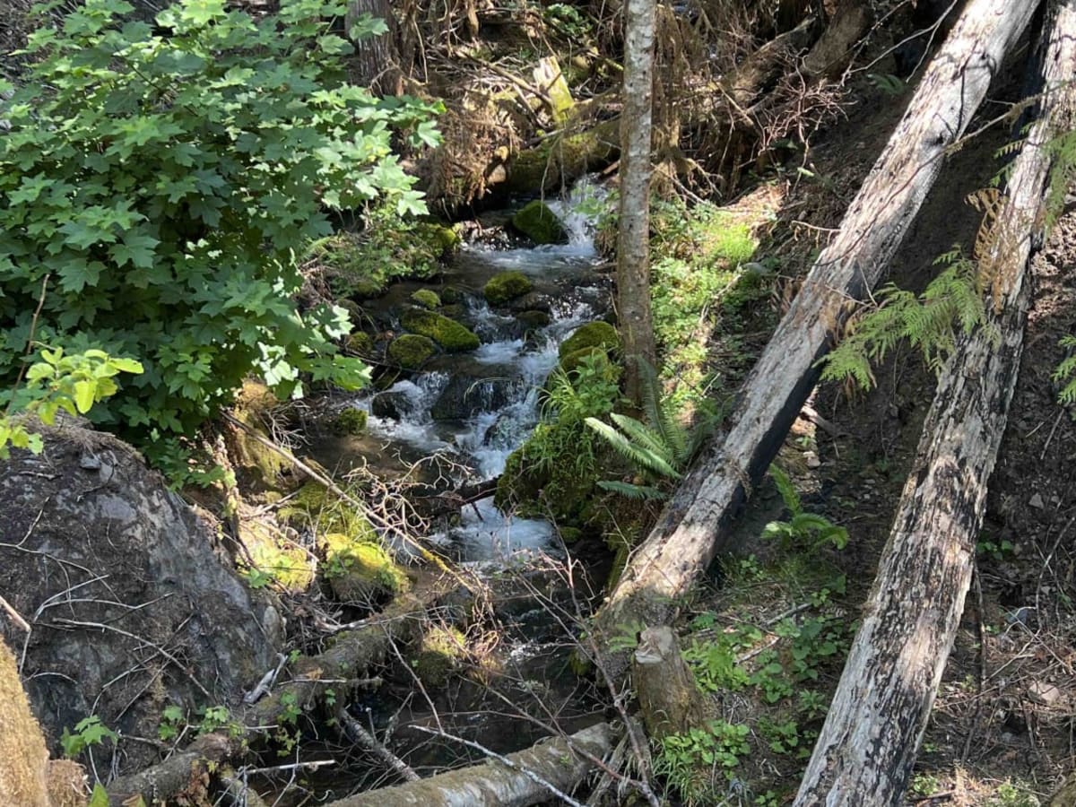 Kwiskwis - FR 5871 trail photo