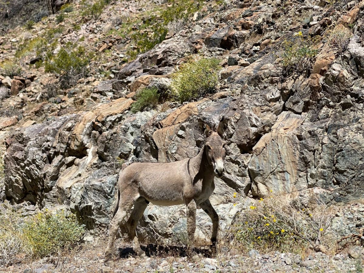 Goler Canyon Road trail photo