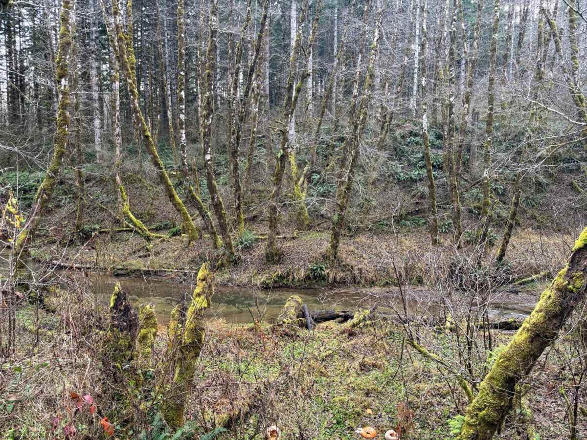 North Fork Wolf Creek Road photo 3