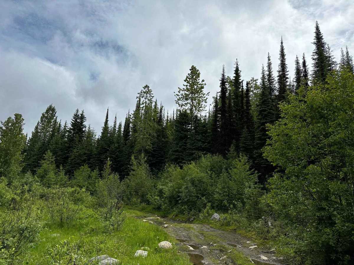 Jamieson Creek Road to Allan Lake photo 5