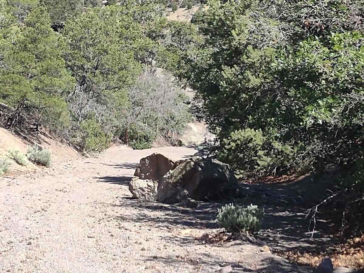 Fallen Tree Gulch (FS#40634) photo 4