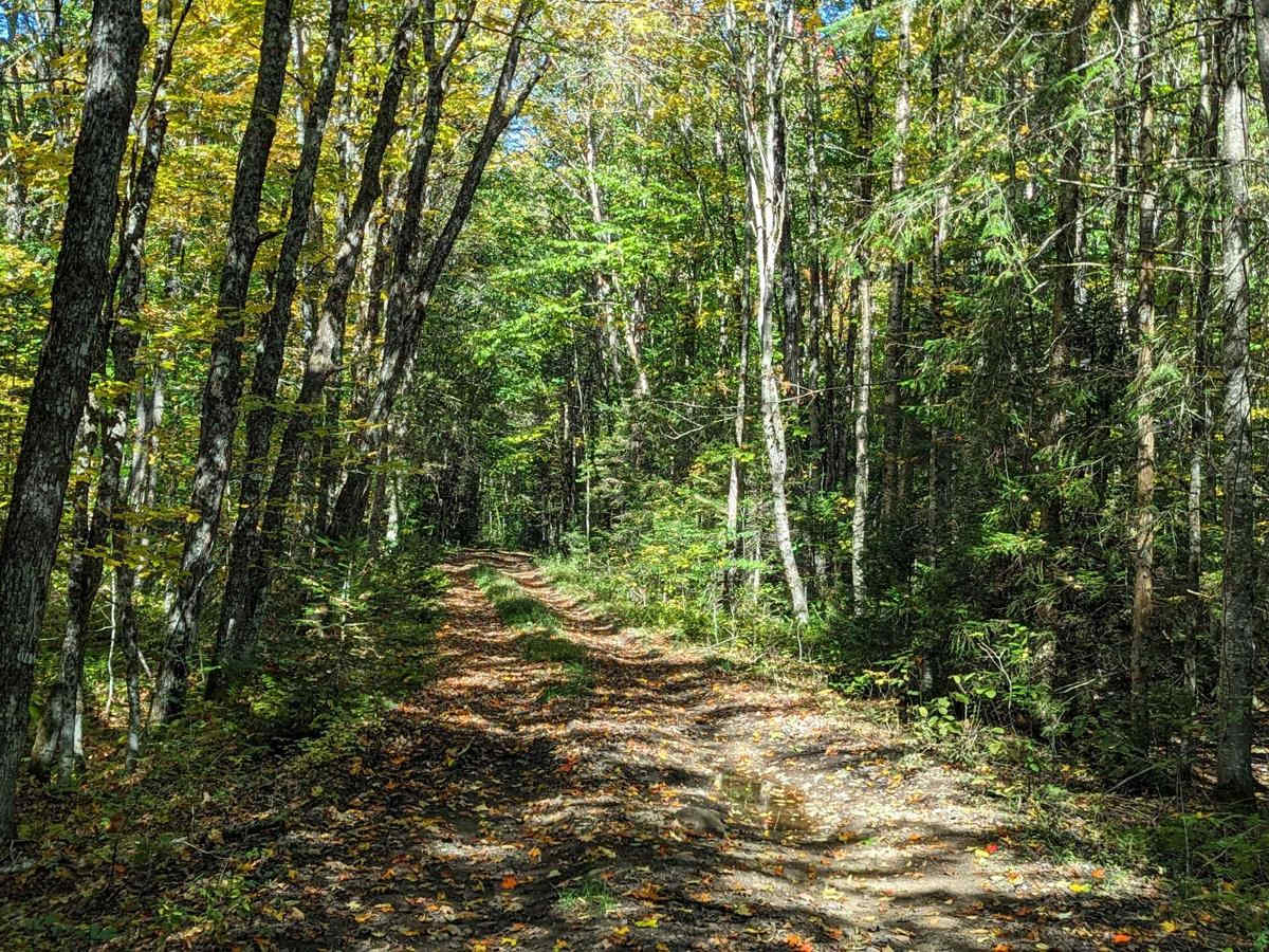 Bear Pond Trail photo 6