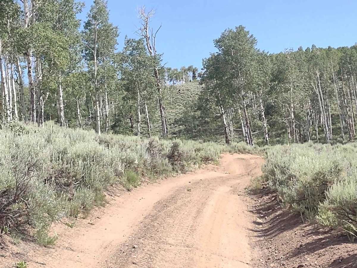 Papa Bear Spur (FS 41229 & 42467) trail photo