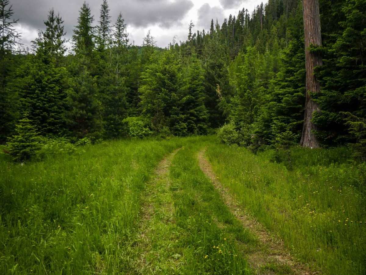 Lower Dennis OHV - 3594 trail photo