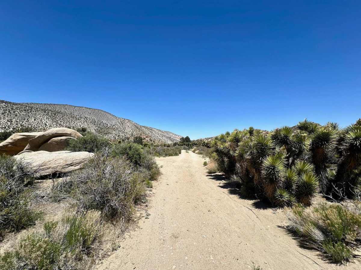 Cactus Flat - 3N62 photo 5
