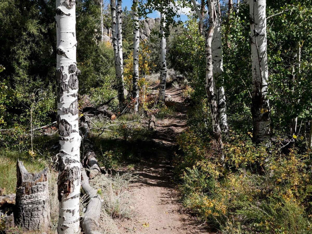 Enchanted Forest trail photo