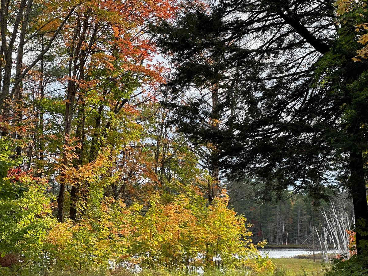 Doe Lake/Red Jack Lake photo 4