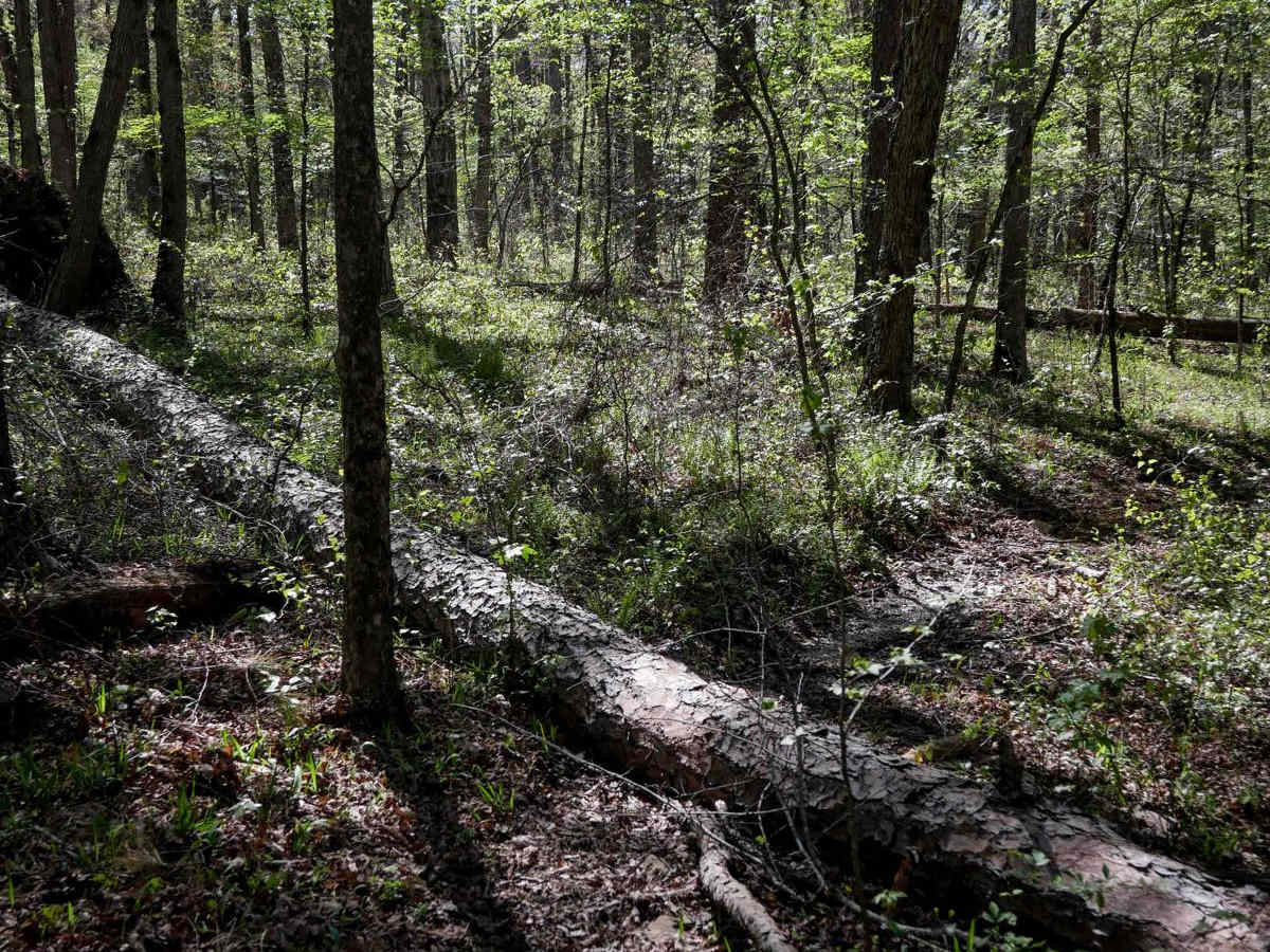 Brock 22 trail photo