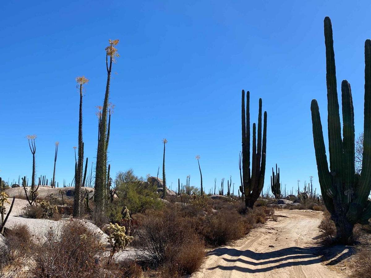 Los Cirios Trail trail photo