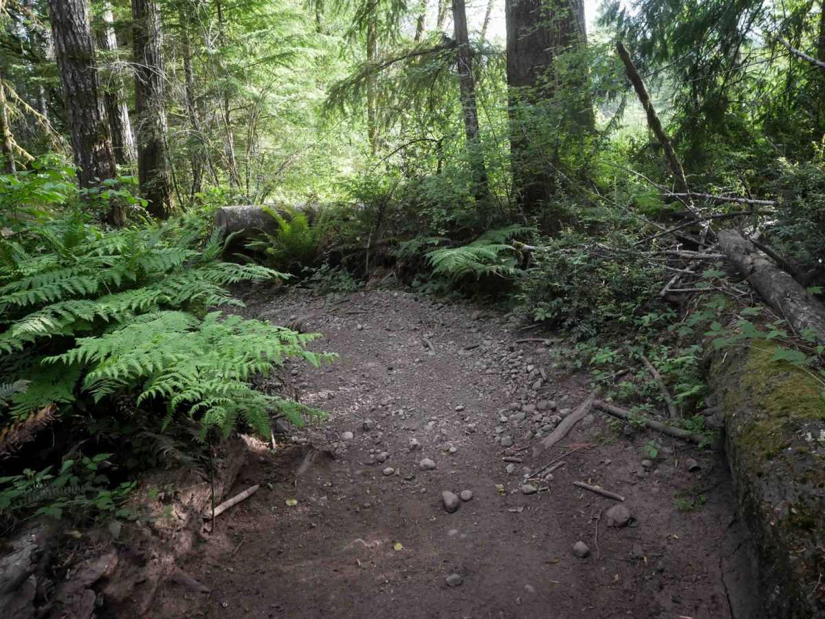 Tahuya River Trail photo 4