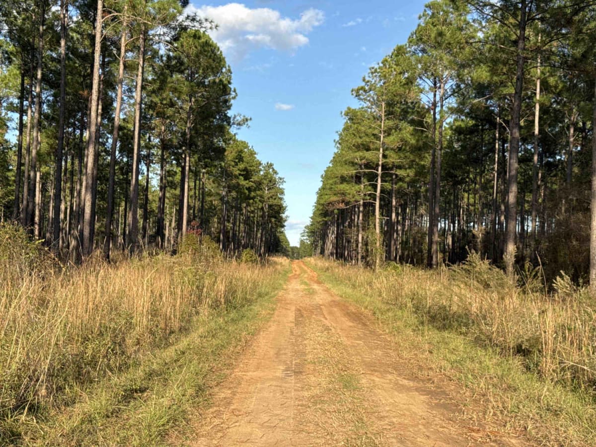 Pine Island Road trail photo