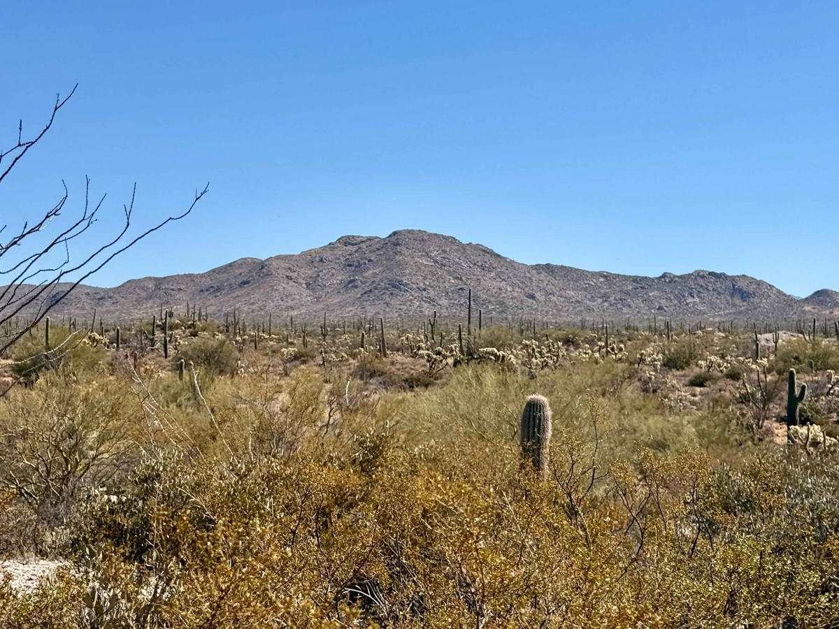 Chasing Cholla photo 2