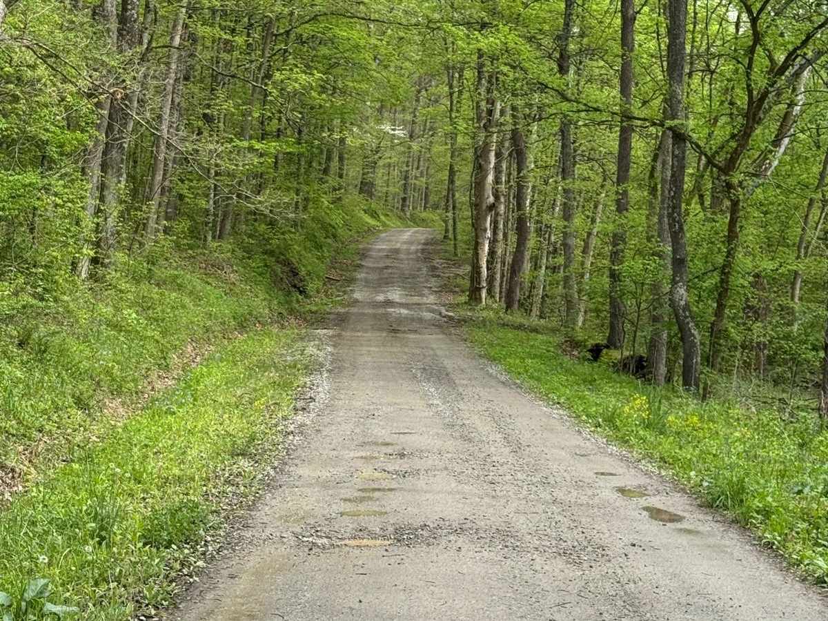 Buck Run Road photo 2