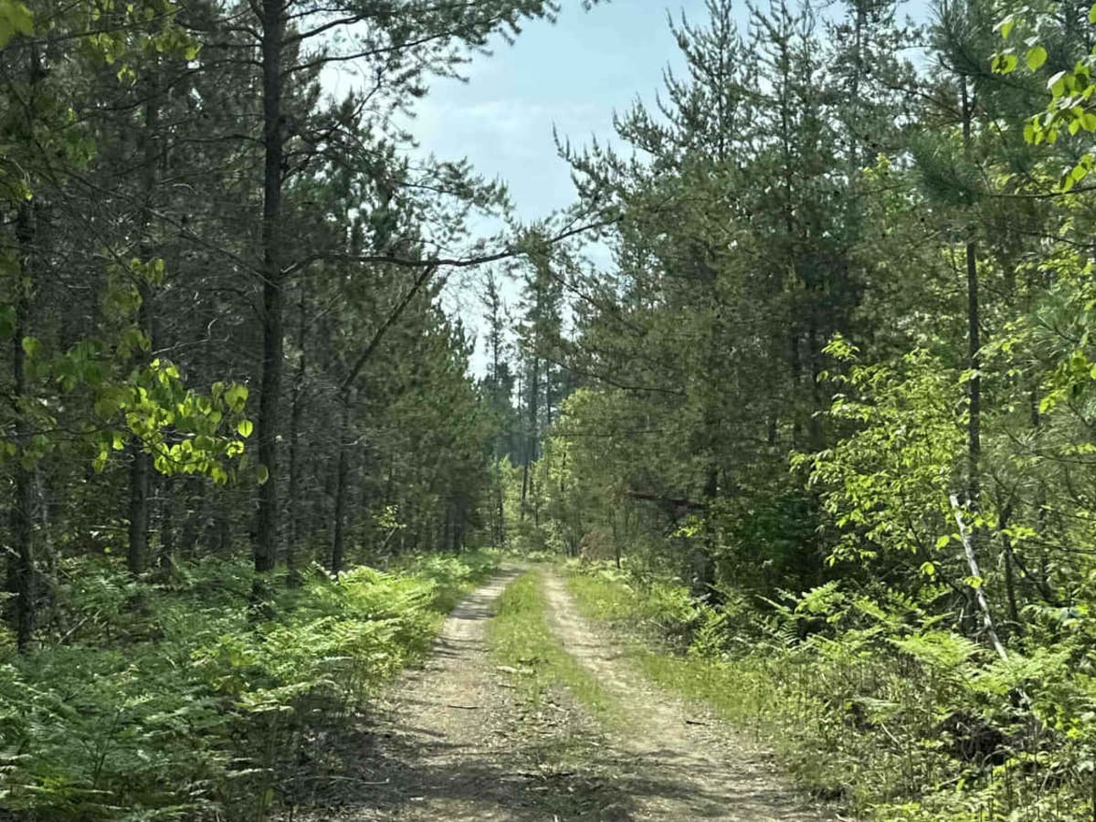 FS 3653 photo 2