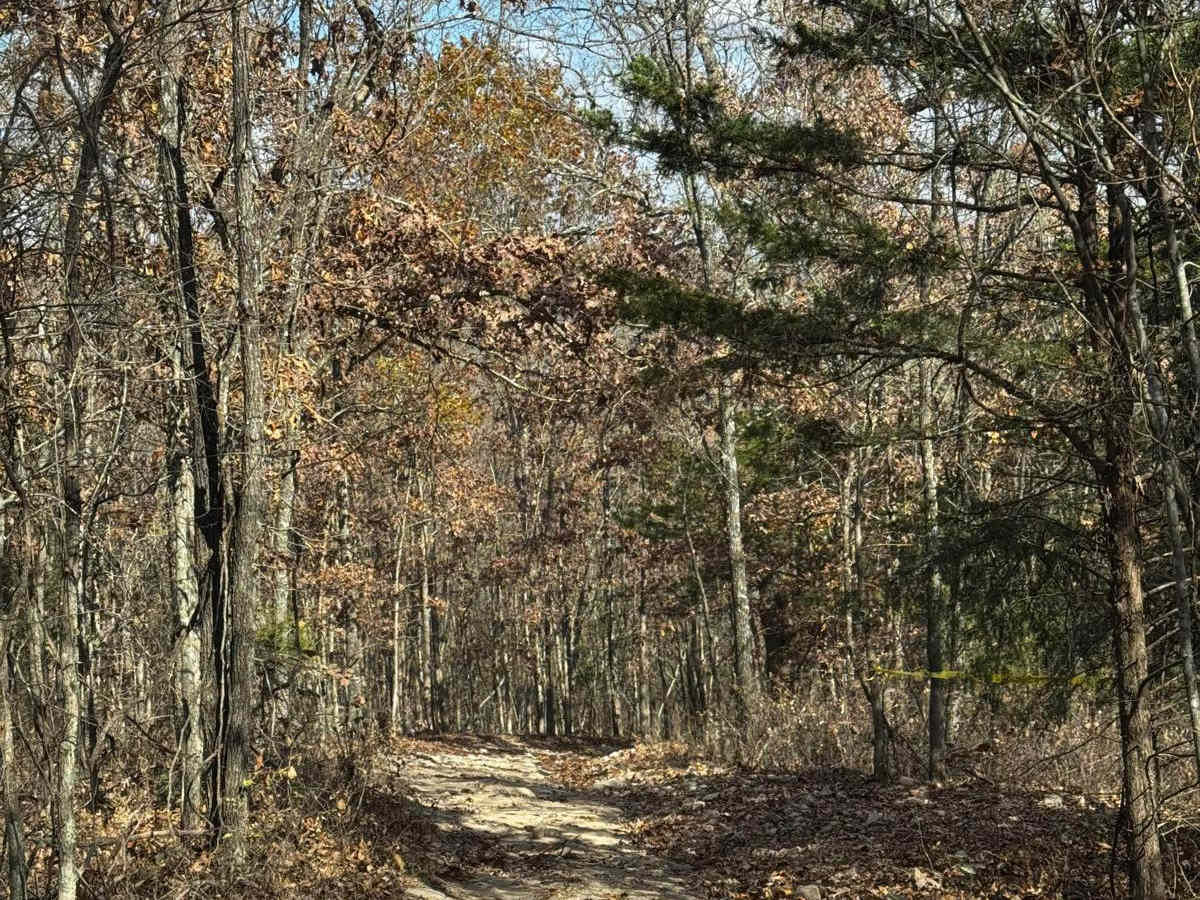 Loggers Trail photo 3