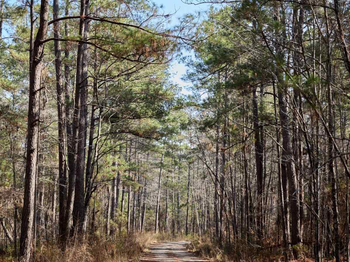 FSR115 - Bonneau Road photo 6