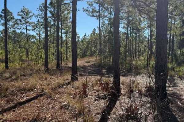Pettiford Creek Trail 7