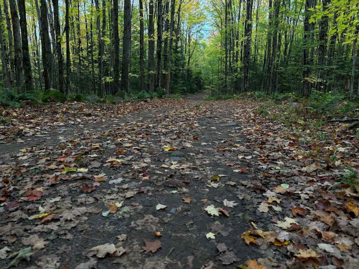 Old Camp Four Trail photo 3