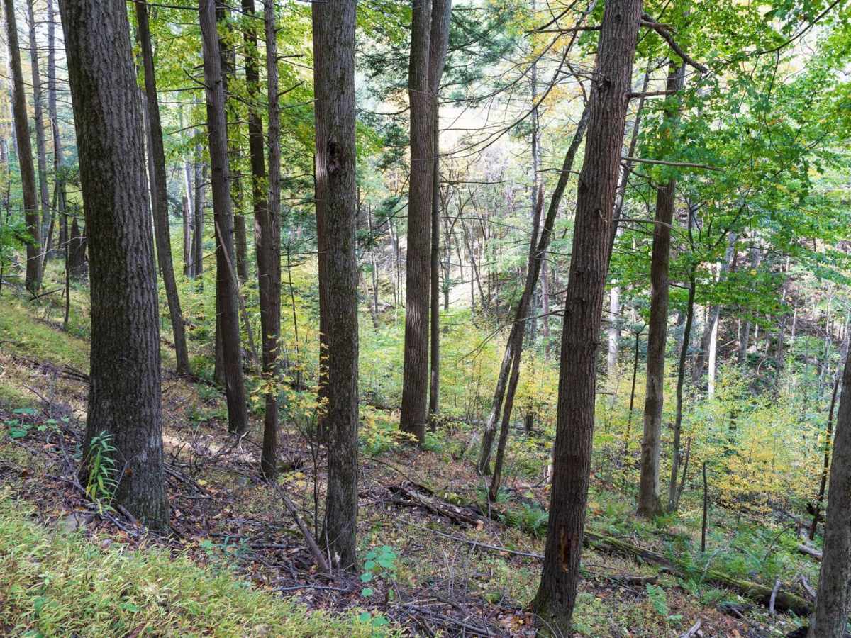 Laurel Run Road photo 6