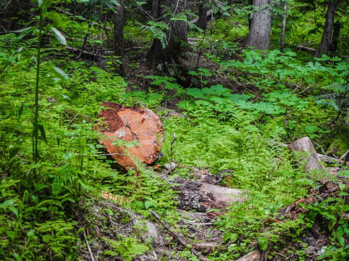 Chipmunk Creek photo 6