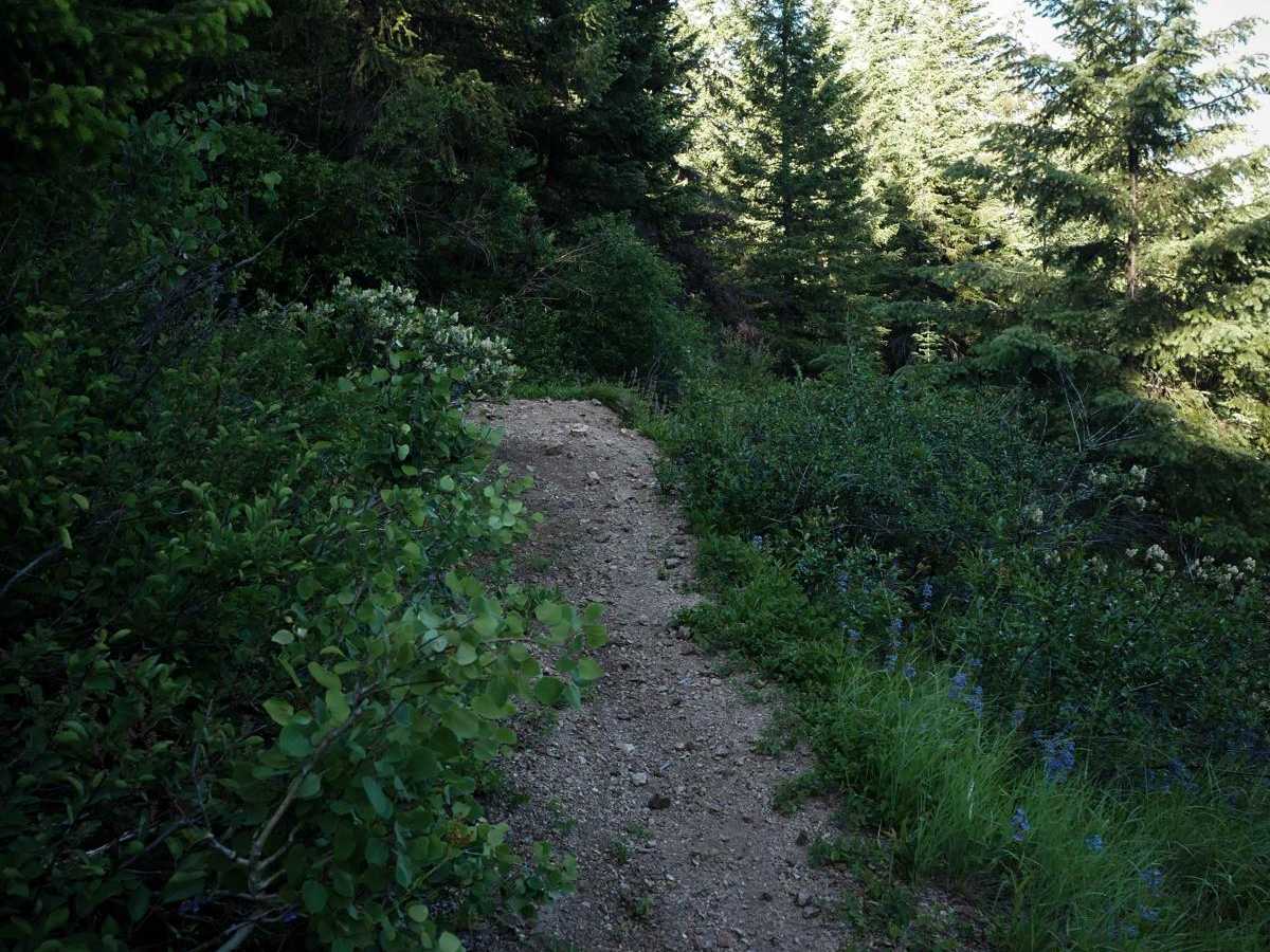St Joe Divide NRT ATV (Kellogg Saddle to Dam Creek) photo 2