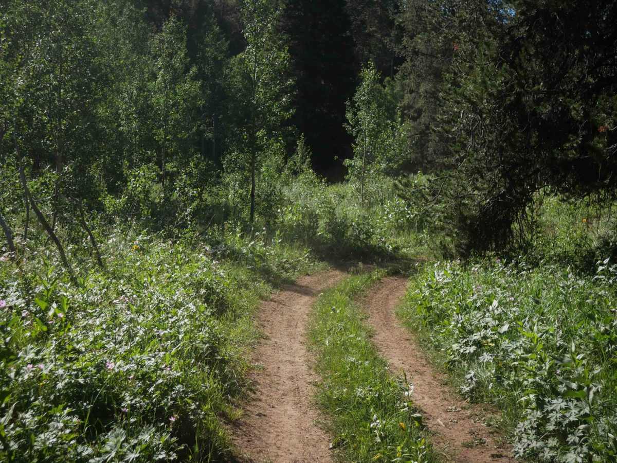 South Fork Timber Creek #5127 photo 5