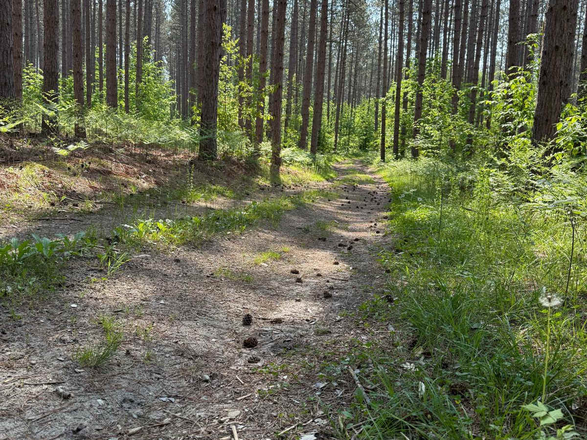 Towering Pines Trail photo 5