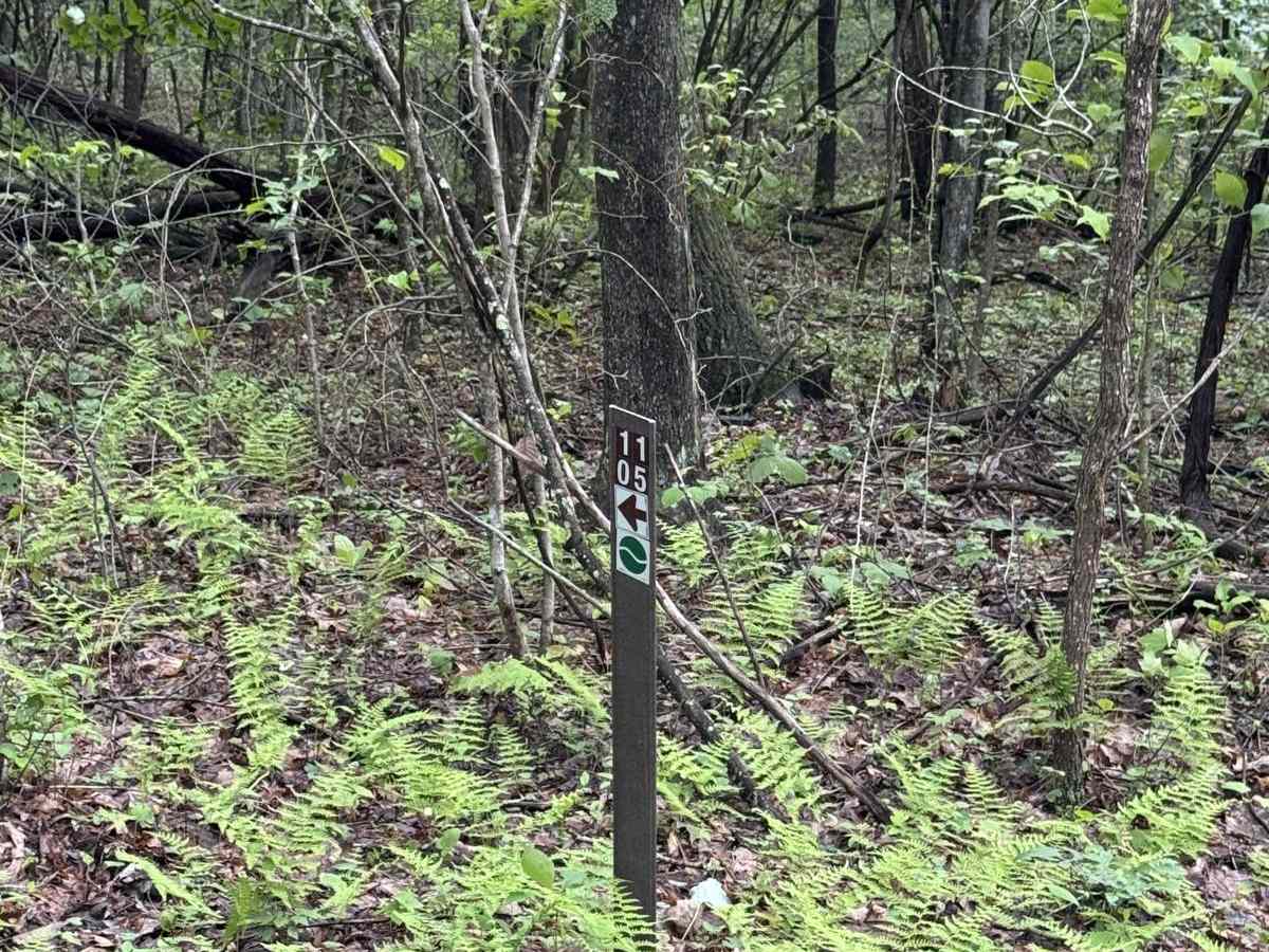 1105 Green trail photo