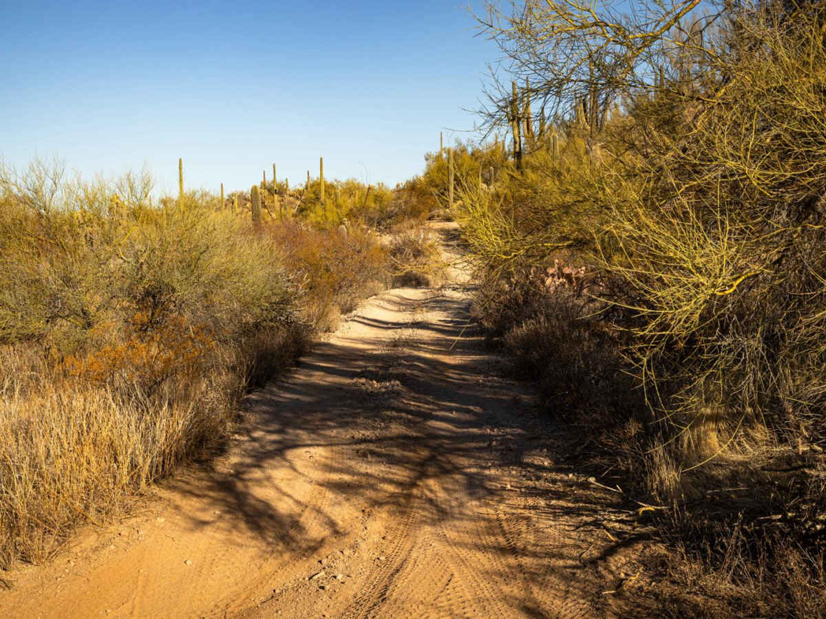 Junction to Middle Mountain trail photo