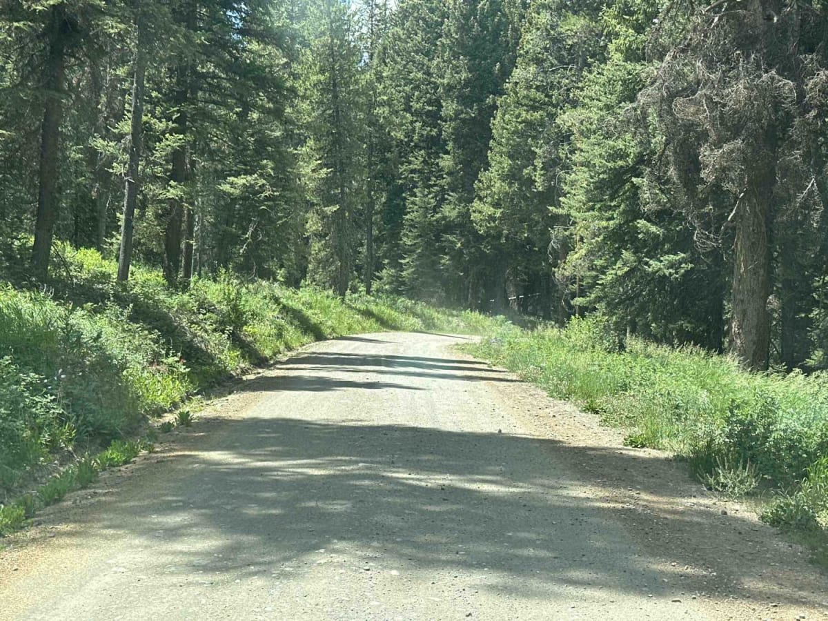 Fourmile Meadow trail photo