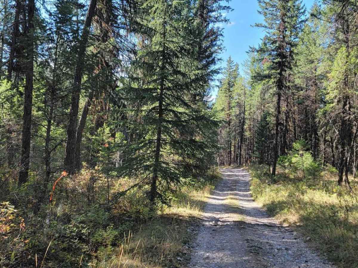 Wasa Sheep Creek Road trail photo