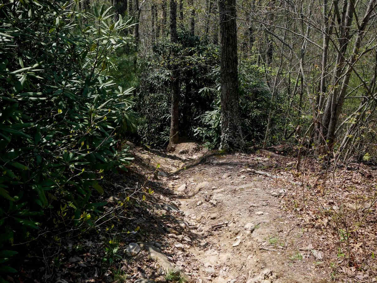 P181 photo 5