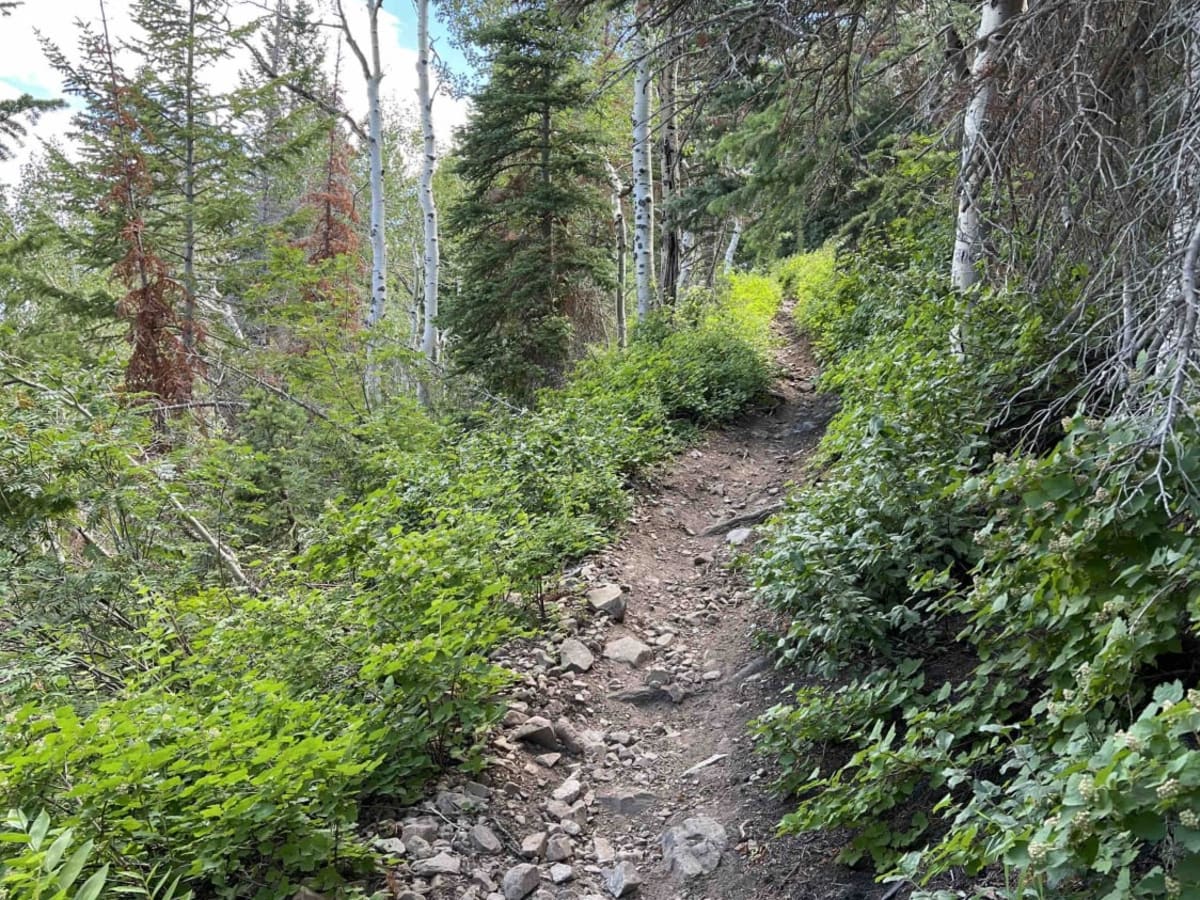 Bear Canyon Spur (2178) photo 6