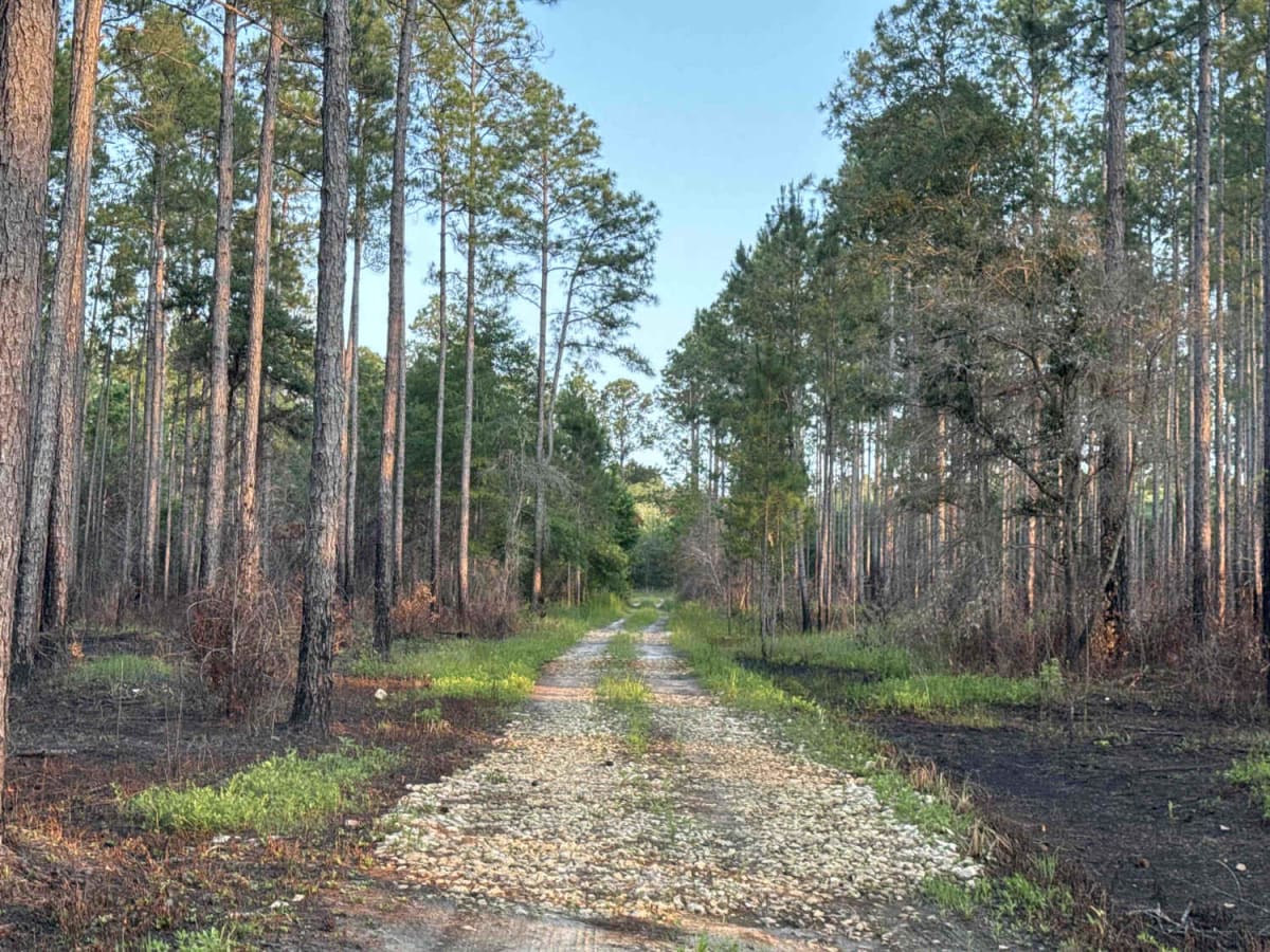 Nick's Camp Road photo 4
