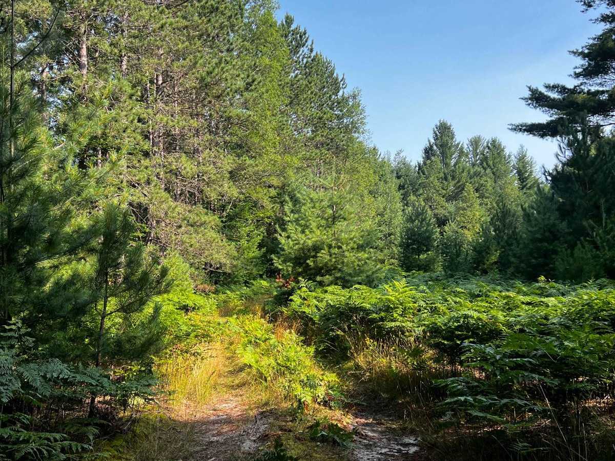 Trail 8 photo 4