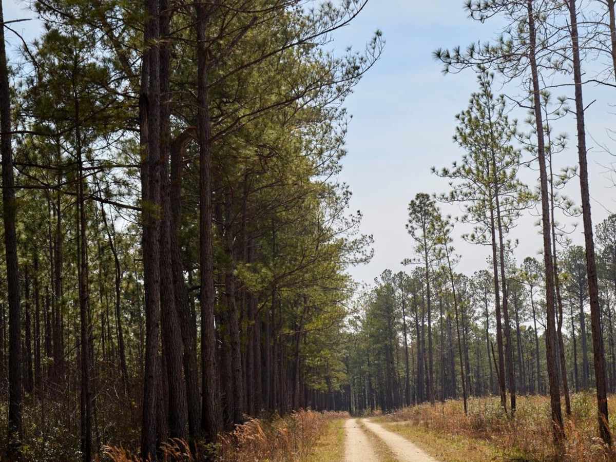Dog Swamp - FSR265 photo 5