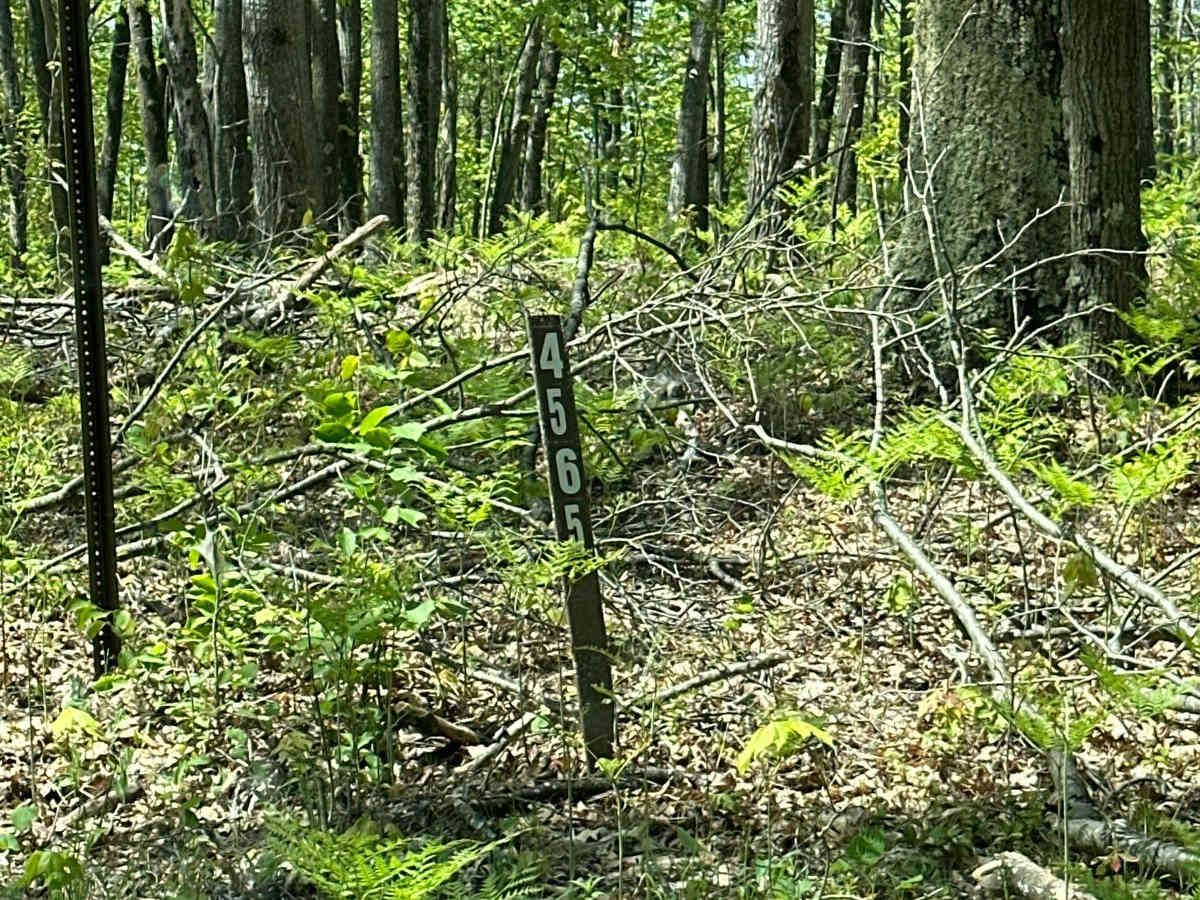 FS 4565 trail photo