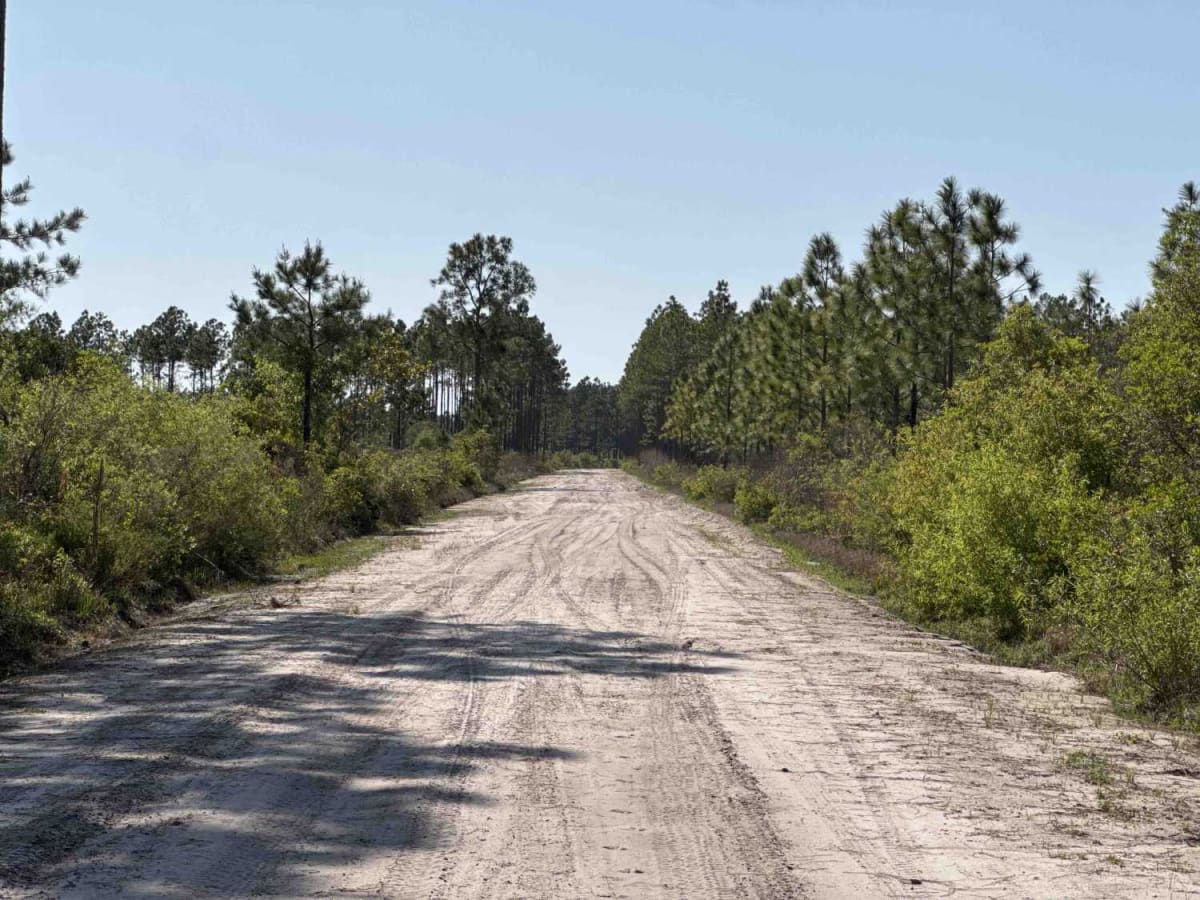 Sandhill Grade - Osceola NF 200 photo 6
