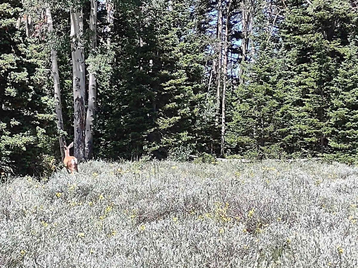 Annabella Reservoir/Deep Lake - FS 40080 photo 5