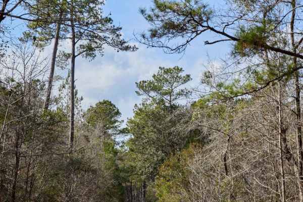 FSR 133 - Cane Gully Loop