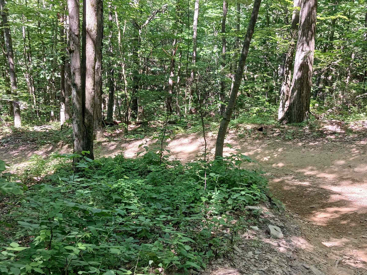 Gas Line Cut Off - Rock Run Recreation Area photo 6
