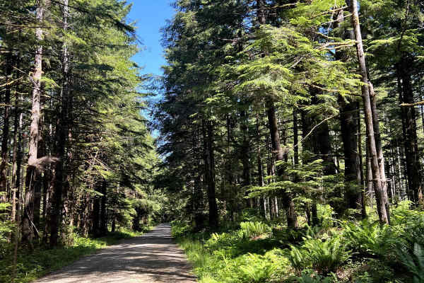 Pete's Creek Trail