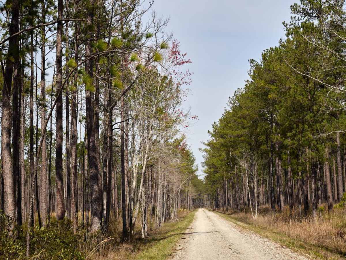 Bob Morris Road - FSR174 photo 6