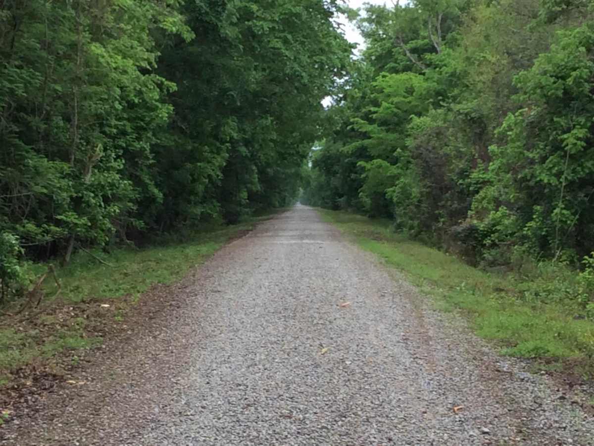 Three Rivers WMA - Grand Bay Trail trail photo