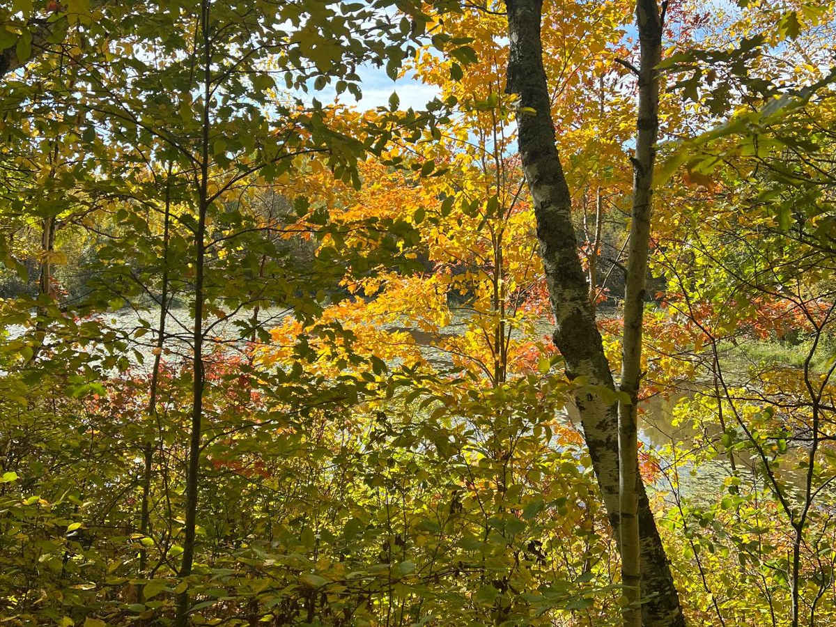 Paul Bunyan's Smooth Backwoods Cruise photo 3