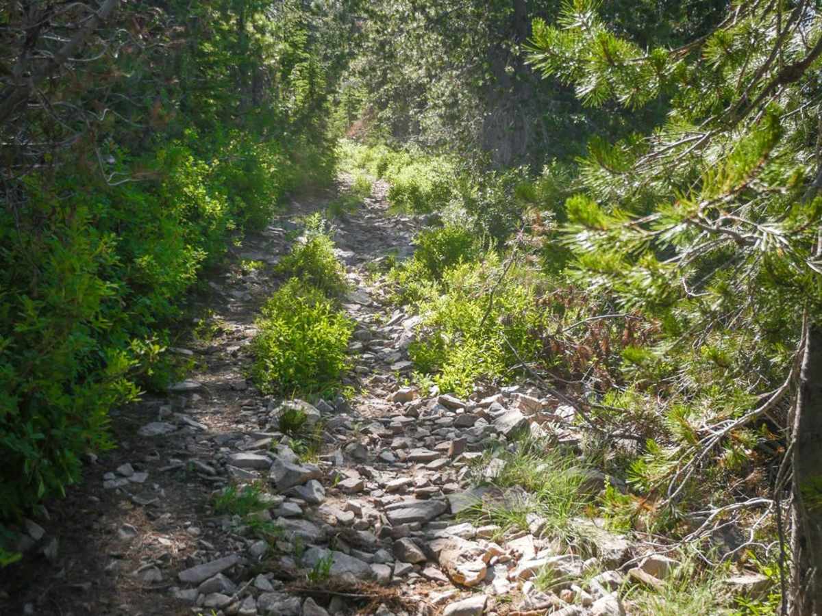 Dam Ridge ATV photo 6