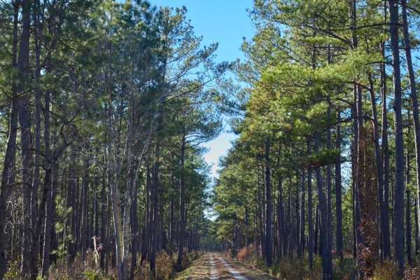 Murrell Tract - Part 2 - FSR220